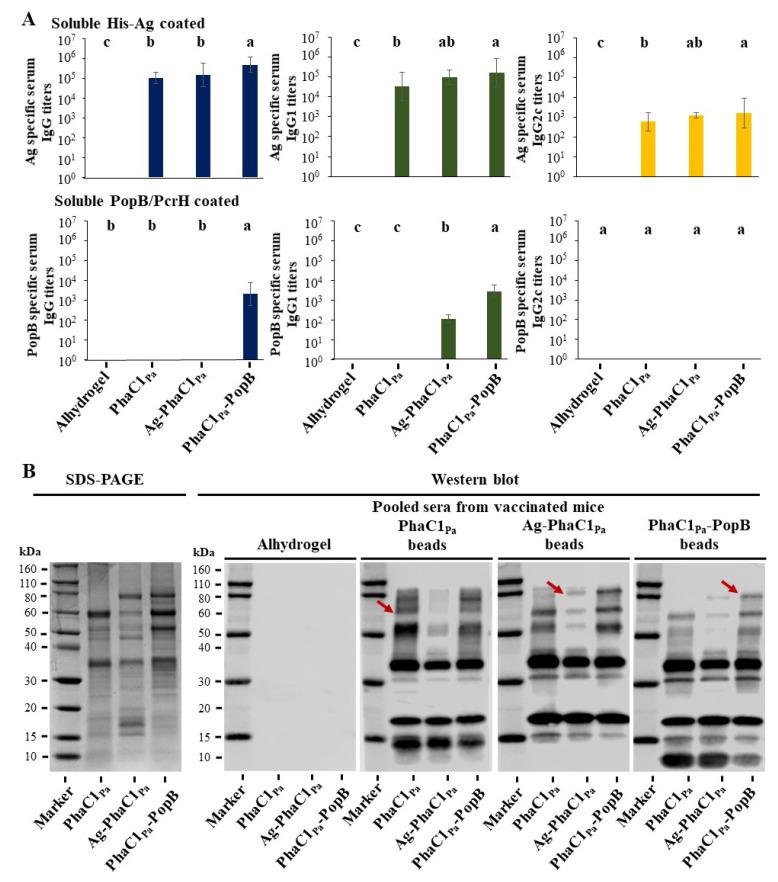 https://cdn.ncbi.nlm.nih.gov/pmc/blobs/bb22/8309987/280547fe9657/vaccines-09-00803-g004.jpg