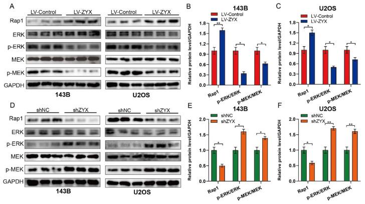 https://cdn.ncbi.nlm.nih.gov/pmc/blobs/bb23/10452081/8a3e75227b75/biomedicines-11-02314-g005.jpg