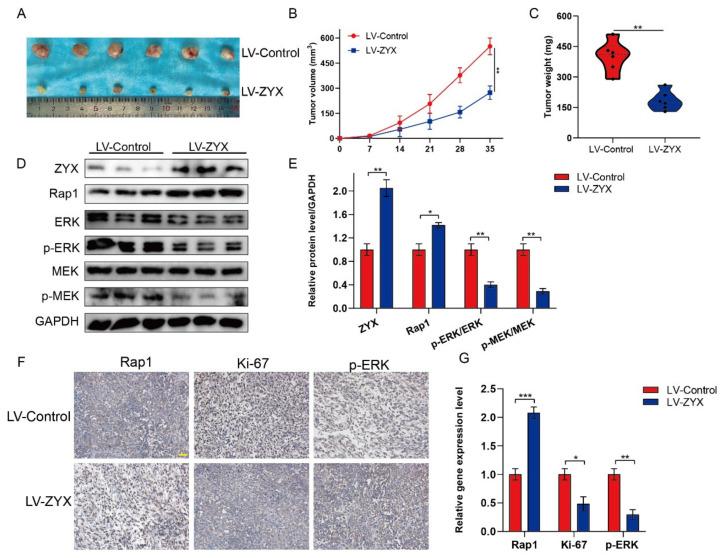 https://cdn.ncbi.nlm.nih.gov/pmc/blobs/bb23/10452081/a91d6269ec49/biomedicines-11-02314-g007.jpg