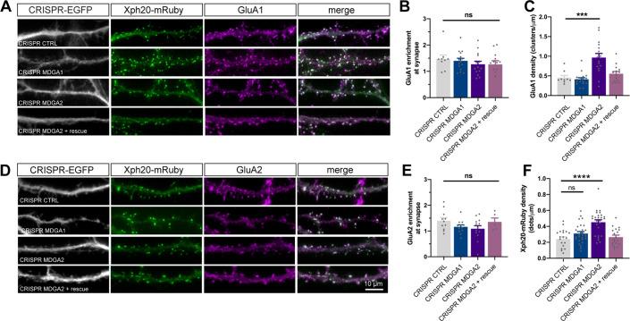 https://cdn.ncbi.nlm.nih.gov/pmc/blobs/bb24/9084894/d90cebdeef0c/elife-75233-fig8-figsupp5.jpg