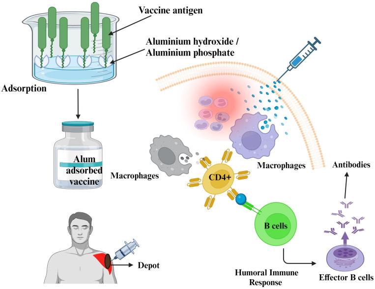 https://cdn.ncbi.nlm.nih.gov/pmc/blobs/bb25/10674458/25c980b93af9/vaccines-11-01704-g001.jpg