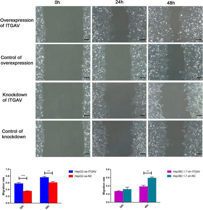 https://cdn.ncbi.nlm.nih.gov/pmc/blobs/bb25/10875080/e17f062e3a8f/fcell-12-1237445-g011.jpg