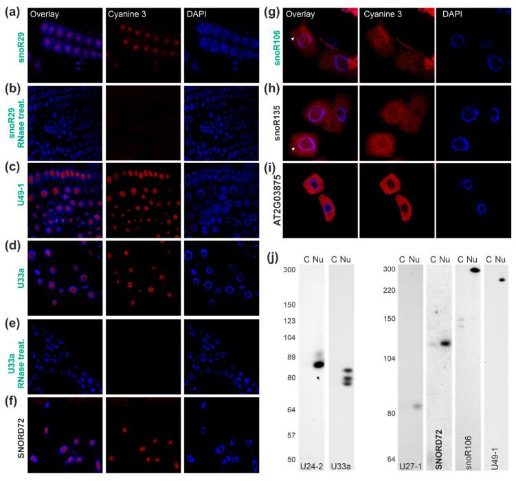 https://cdn.ncbi.nlm.nih.gov/pmc/blobs/bb27/7464842/38efad310baf/plants-09-01016-g004.jpg