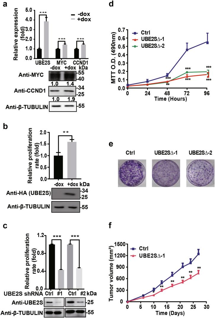 https://cdn.ncbi.nlm.nih.gov/pmc/blobs/bb2a/5908793/f82d9e485274/41419_2018_451_Fig5_HTML.jpg