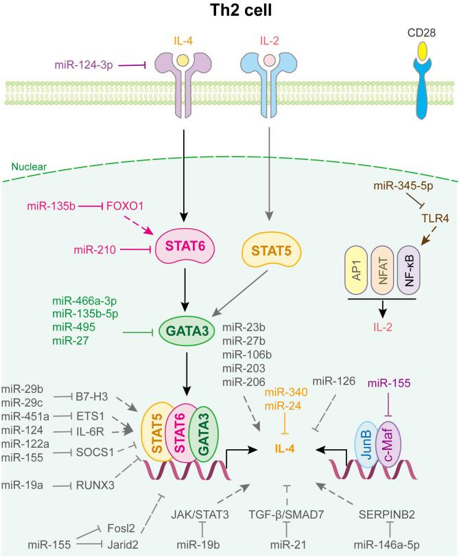 https://cdn.ncbi.nlm.nih.gov/pmc/blobs/bb2c/10803515/115f01ea07bb/fimmu-14-1320305-g003.jpg