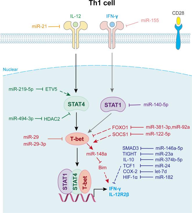 https://cdn.ncbi.nlm.nih.gov/pmc/blobs/bb2c/10803515/3b76ba3062ea/fimmu-14-1320305-g002.jpg