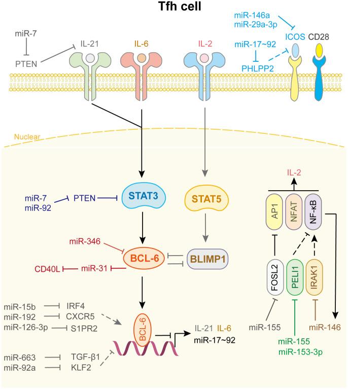 https://cdn.ncbi.nlm.nih.gov/pmc/blobs/bb2c/10803515/74afc415db72/fimmu-14-1320305-g005.jpg
