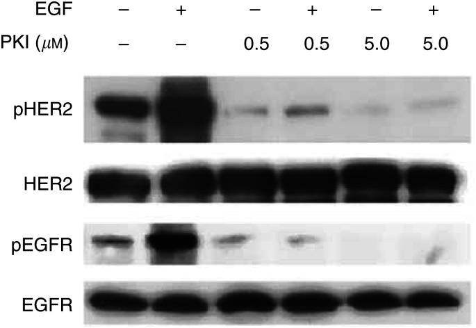 https://cdn.ncbi.nlm.nih.gov/pmc/blobs/bb37/2364773/0f921378adfd/91-6602051f2.jpg