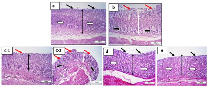 https://cdn.ncbi.nlm.nih.gov/pmc/blobs/bb40/9964971/1c0efe56e2a6/pharmaceutics-15-00713-g009.jpg
