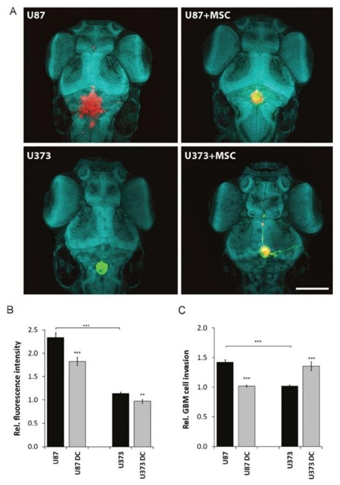 https://cdn.ncbi.nlm.nih.gov/pmc/blobs/bb41/8750228/49e5abdee5ff/cells-11-00116-g002.jpg