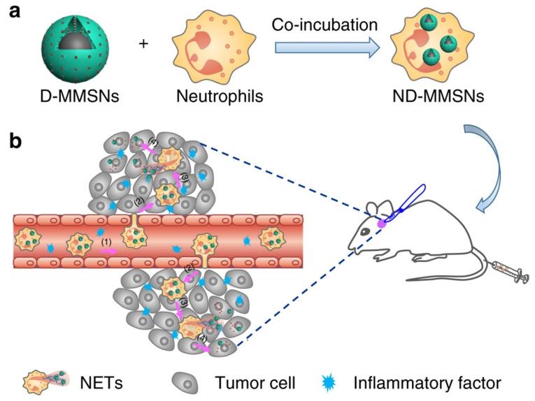 https://cdn.ncbi.nlm.nih.gov/pmc/blobs/bb41/8750228/eb8a959f7379/cells-11-00116-g001.jpg