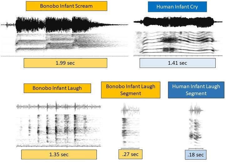 https://cdn.ncbi.nlm.nih.gov/pmc/blobs/bb49/6455048/799be4b3a423/fpsyg-10-00729-g003.jpg
