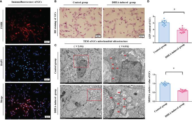 https://cdn.ncbi.nlm.nih.gov/pmc/blobs/bb51/8967935/5c1dafd97e64/fendo-13-789008-g002.jpg