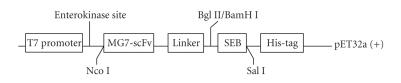 https://cdn.ncbi.nlm.nih.gov/pmc/blobs/bb52/2843864/ae63dab26b29/JBB2010-121094.001.jpg