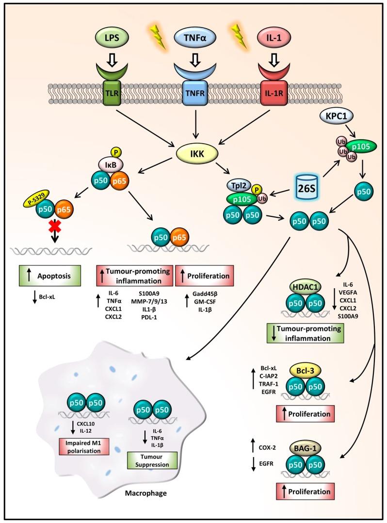 https://cdn.ncbi.nlm.nih.gov/pmc/blobs/bb56/6162711/e42d19f1ffae/cells-07-00133-g002.jpg