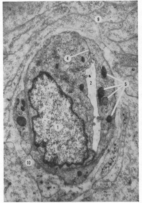 https://cdn.ncbi.nlm.nih.gov/pmc/blobs/bb59/510192/e32afea5837a/brjopthal00413-0011-a.jpg