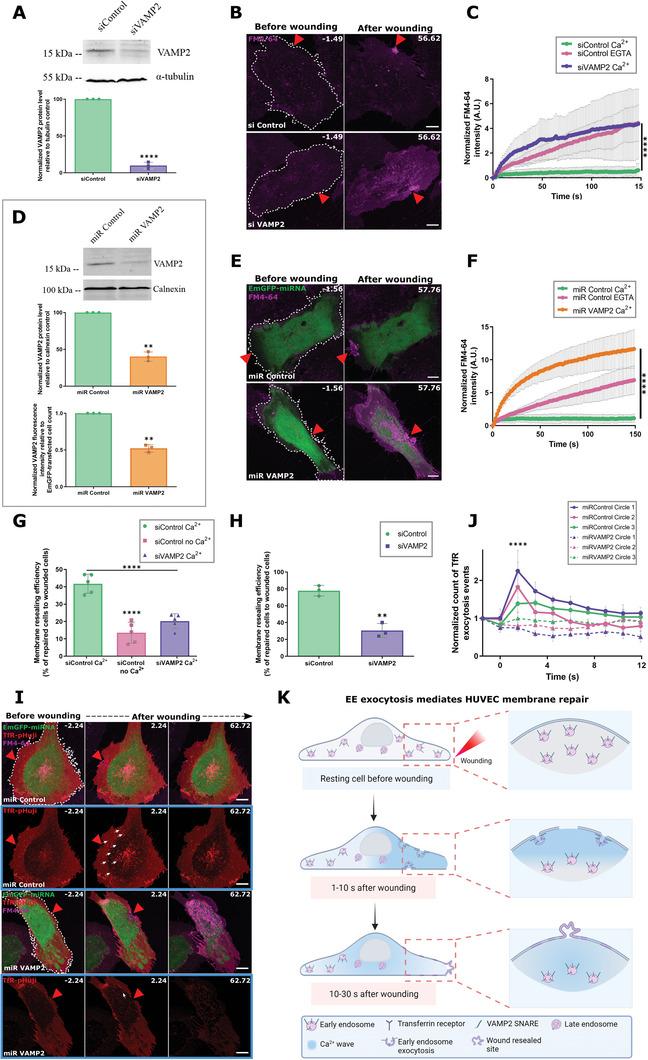 https://cdn.ncbi.nlm.nih.gov/pmc/blobs/bb5d/10161044/2c69163011e4/ADVS-10-2300244-g005.jpg