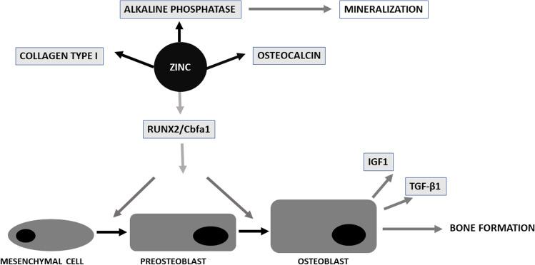 https://cdn.ncbi.nlm.nih.gov/pmc/blobs/bb60/10620276/18a0df043490/12011_2023_3631_Fig1_HTML.jpg