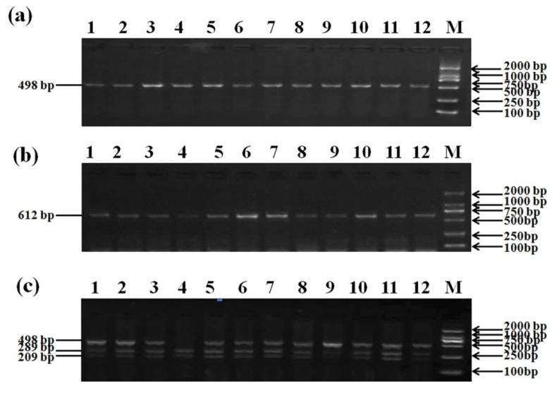 https://cdn.ncbi.nlm.nih.gov/pmc/blobs/bb61/9265053/3f0207aa20b8/animals-12-01601-g004.jpg
