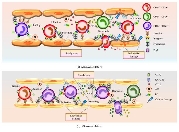 https://cdn.ncbi.nlm.nih.gov/pmc/blobs/bb63/5435976/d749ae4b1c95/MI2017-9680729.002.jpg