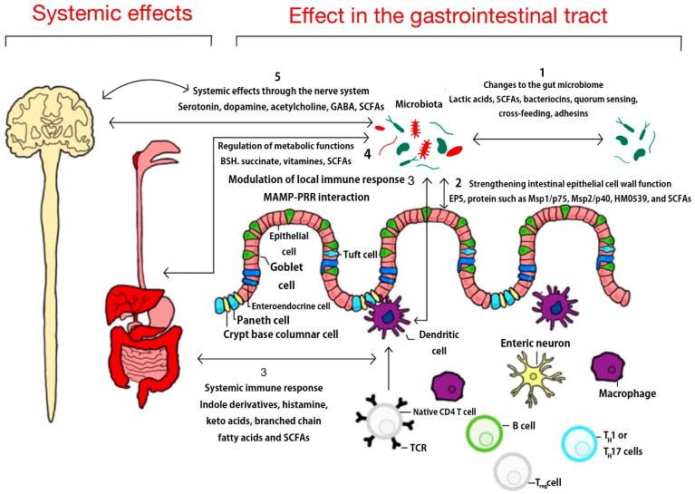 https://cdn.ncbi.nlm.nih.gov/pmc/blobs/bb69/11311591/eba471da018d/foods-13-02386-g001.jpg