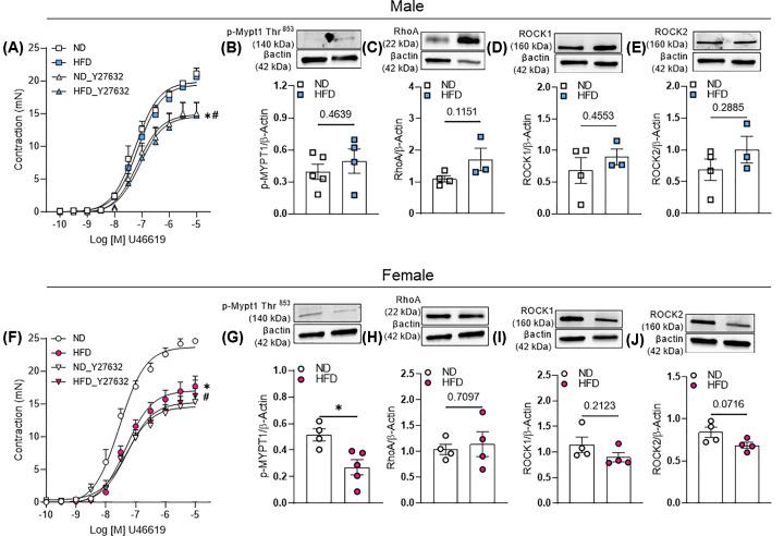 https://cdn.ncbi.nlm.nih.gov/pmc/blobs/bb6a/10352127/db09747a31ac/bsr-43-bsr20230672-g6.jpg