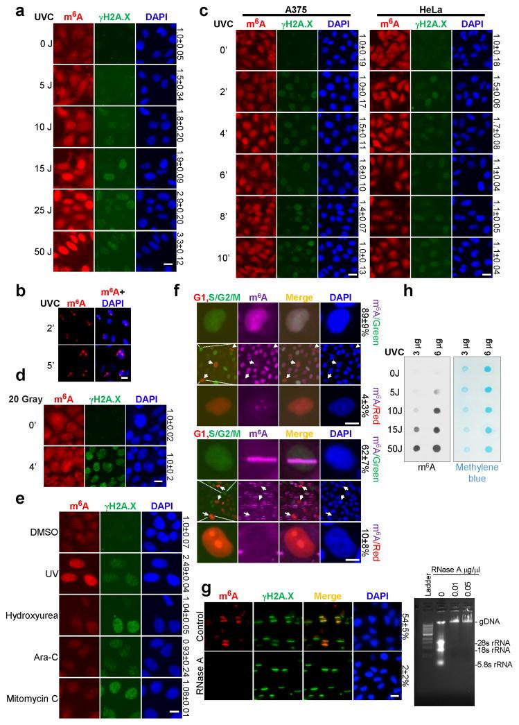 https://cdn.ncbi.nlm.nih.gov/pmc/blobs/bb6d/5490984/0a4f966b294a/nihms847614f5.jpg
