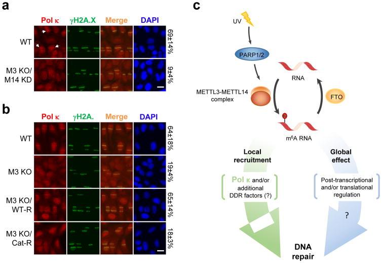 https://cdn.ncbi.nlm.nih.gov/pmc/blobs/bb6d/5490984/161173a715ea/nihms847614f4.jpg