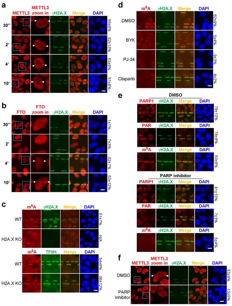 https://cdn.ncbi.nlm.nih.gov/pmc/blobs/bb6d/5490984/5ab8b617f4e6/nihms847614f8.jpg