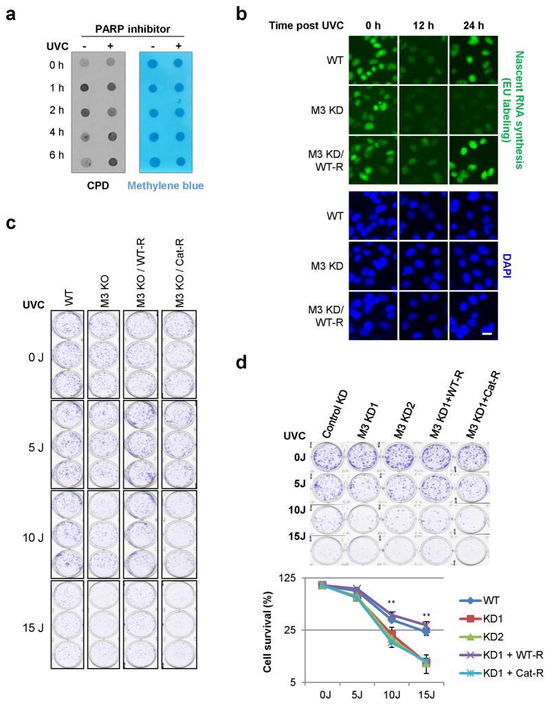 https://cdn.ncbi.nlm.nih.gov/pmc/blobs/bb6d/5490984/5b45d1795bdf/nihms847614f10.jpg