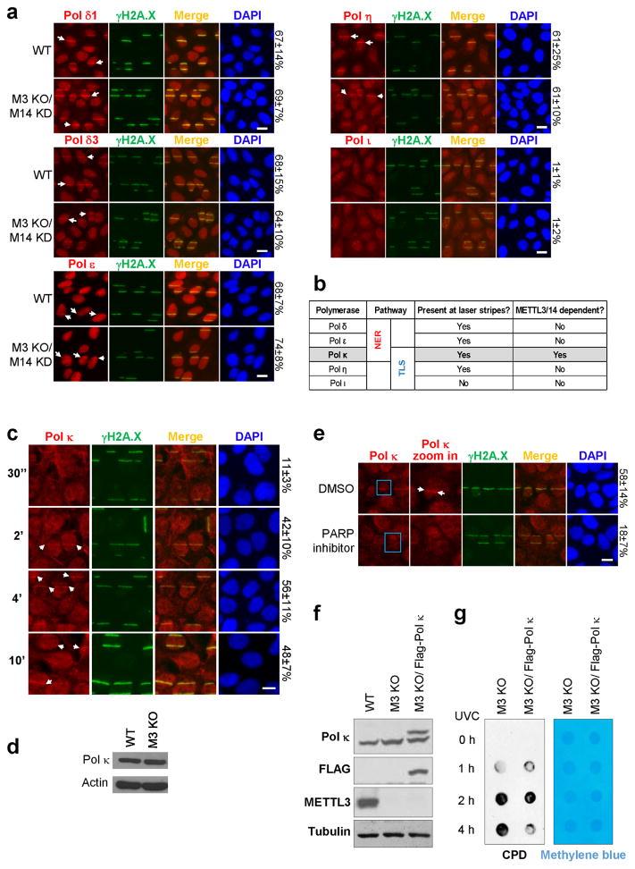 https://cdn.ncbi.nlm.nih.gov/pmc/blobs/bb6d/5490984/6e1d4e6c735d/nihms847614f12.jpg