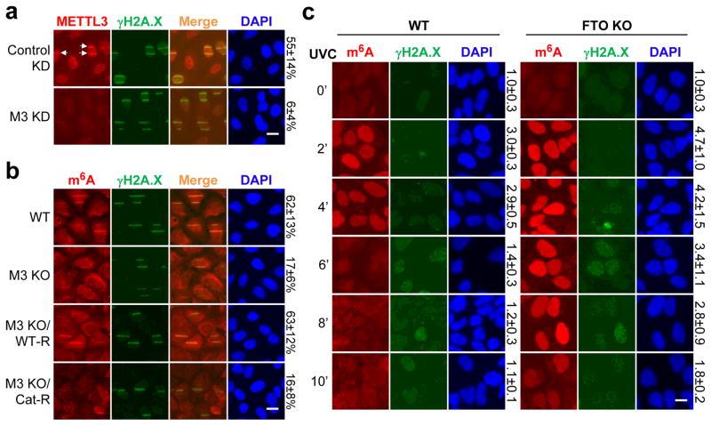 https://cdn.ncbi.nlm.nih.gov/pmc/blobs/bb6d/5490984/848d955ed0b1/nihms847614f2.jpg