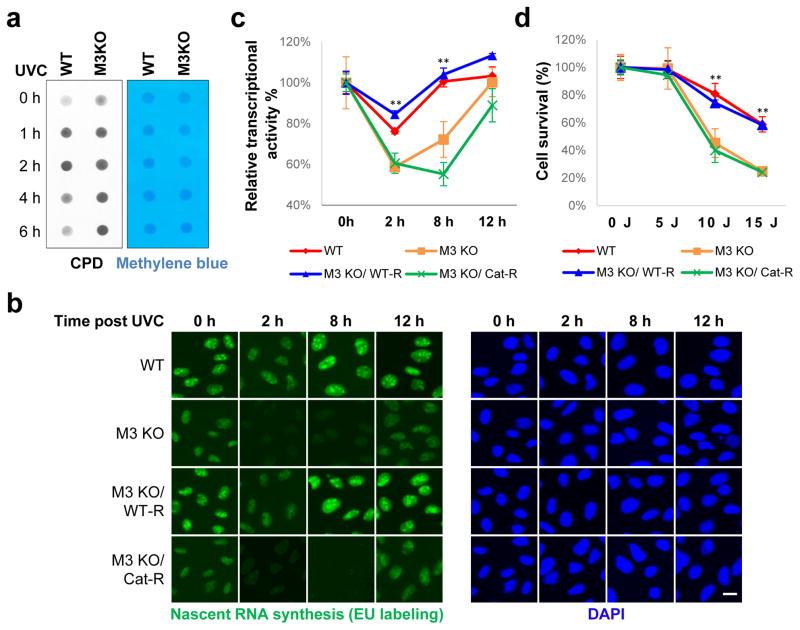 https://cdn.ncbi.nlm.nih.gov/pmc/blobs/bb6d/5490984/90950ce7528c/nihms847614f3.jpg