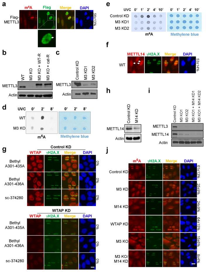 https://cdn.ncbi.nlm.nih.gov/pmc/blobs/bb6d/5490984/995f1178f582/nihms847614f6.jpg