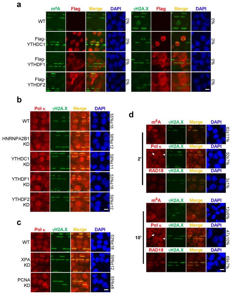 https://cdn.ncbi.nlm.nih.gov/pmc/blobs/bb6d/5490984/b6a0841c00f6/nihms847614f13.jpg