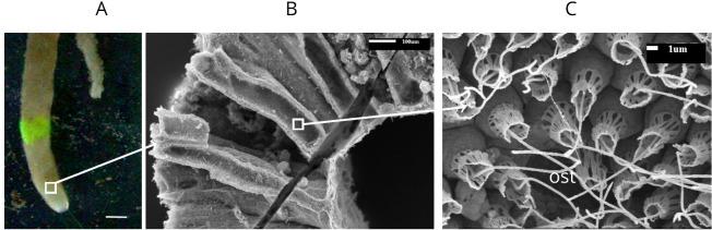 https://cdn.ncbi.nlm.nih.gov/pmc/blobs/bb6d/7755389/dad453328933/elife-61012-app1-fig1.jpg
