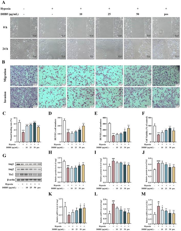 https://cdn.ncbi.nlm.nih.gov/pmc/blobs/bb6e/12107102/b87a919d952a/fphar-16-1500307-g005.jpg