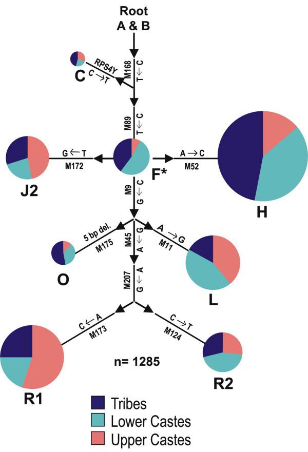 https://cdn.ncbi.nlm.nih.gov/pmc/blobs/bb73/1569435/7882ddcc3281/1471-2156-7-42-3.jpg