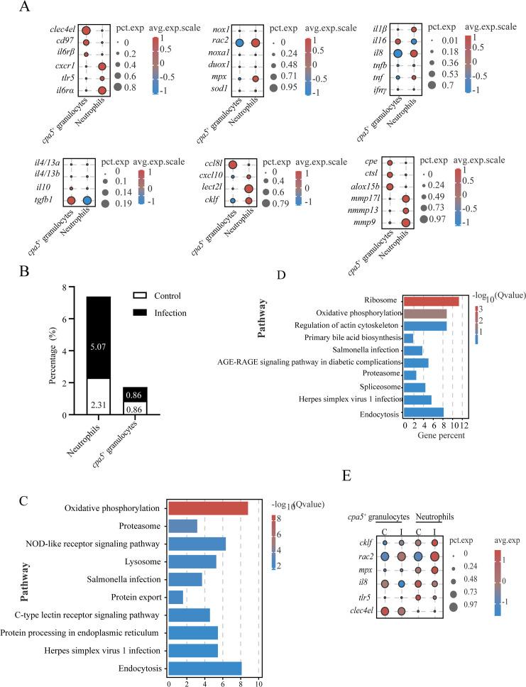 https://cdn.ncbi.nlm.nih.gov/pmc/blobs/bb7a/12353724/8484d96825a7/fimmu-16-1633701-g007.jpg