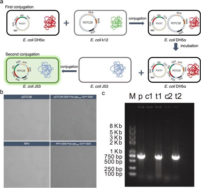 https://cdn.ncbi.nlm.nih.gov/pmc/blobs/bb80/10881300/ff040e95e0c7/wrad032f5.jpg