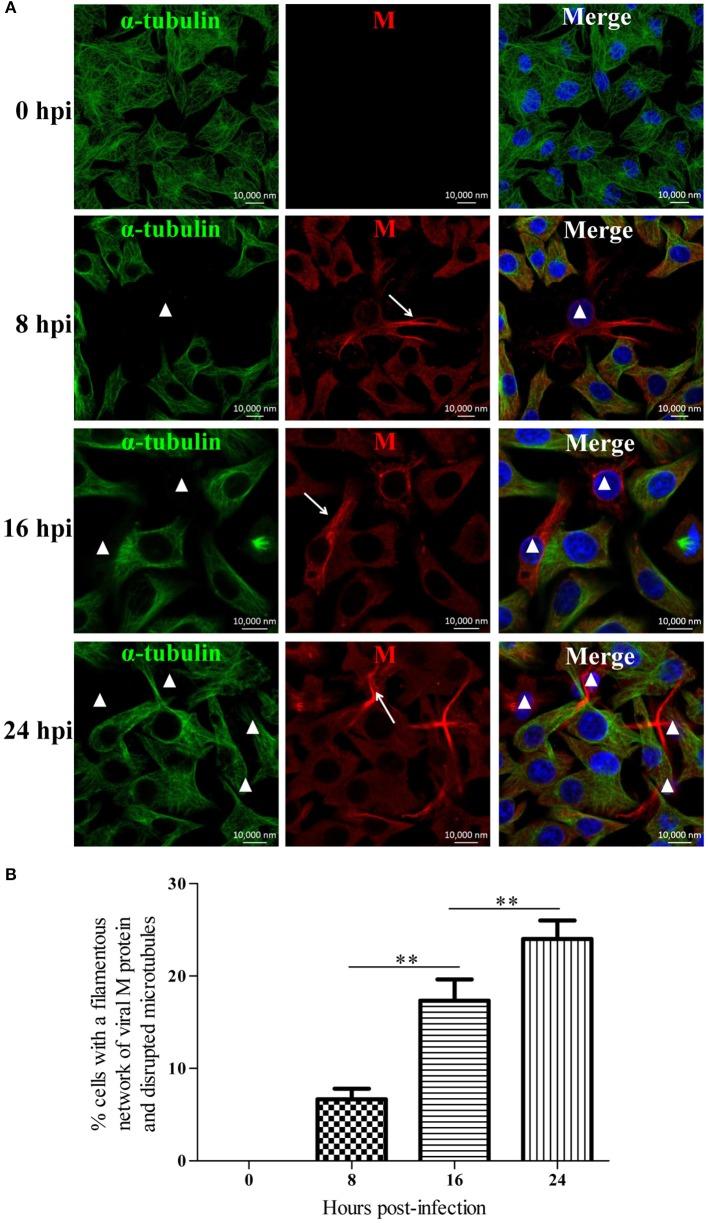 https://cdn.ncbi.nlm.nih.gov/pmc/blobs/bb81/5405082/0beb05a2282f/fcimb-07-00146-g0001.jpg