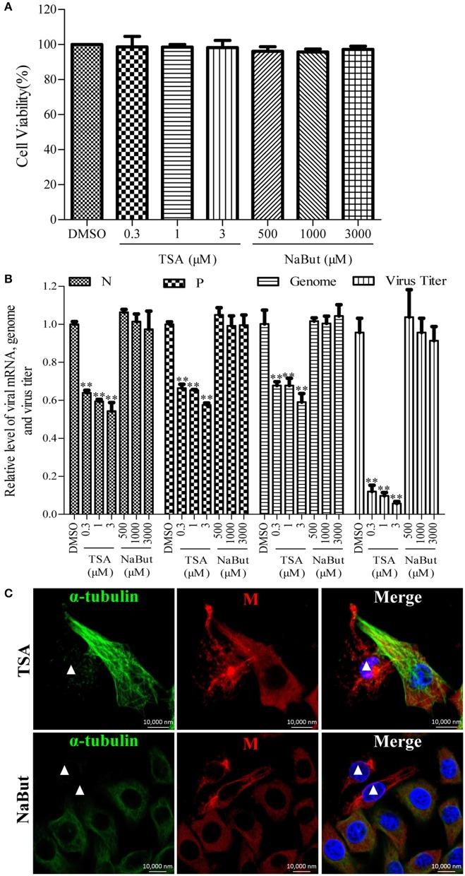 https://cdn.ncbi.nlm.nih.gov/pmc/blobs/bb81/5405082/79802901a11e/fcimb-07-00146-g0004.jpg