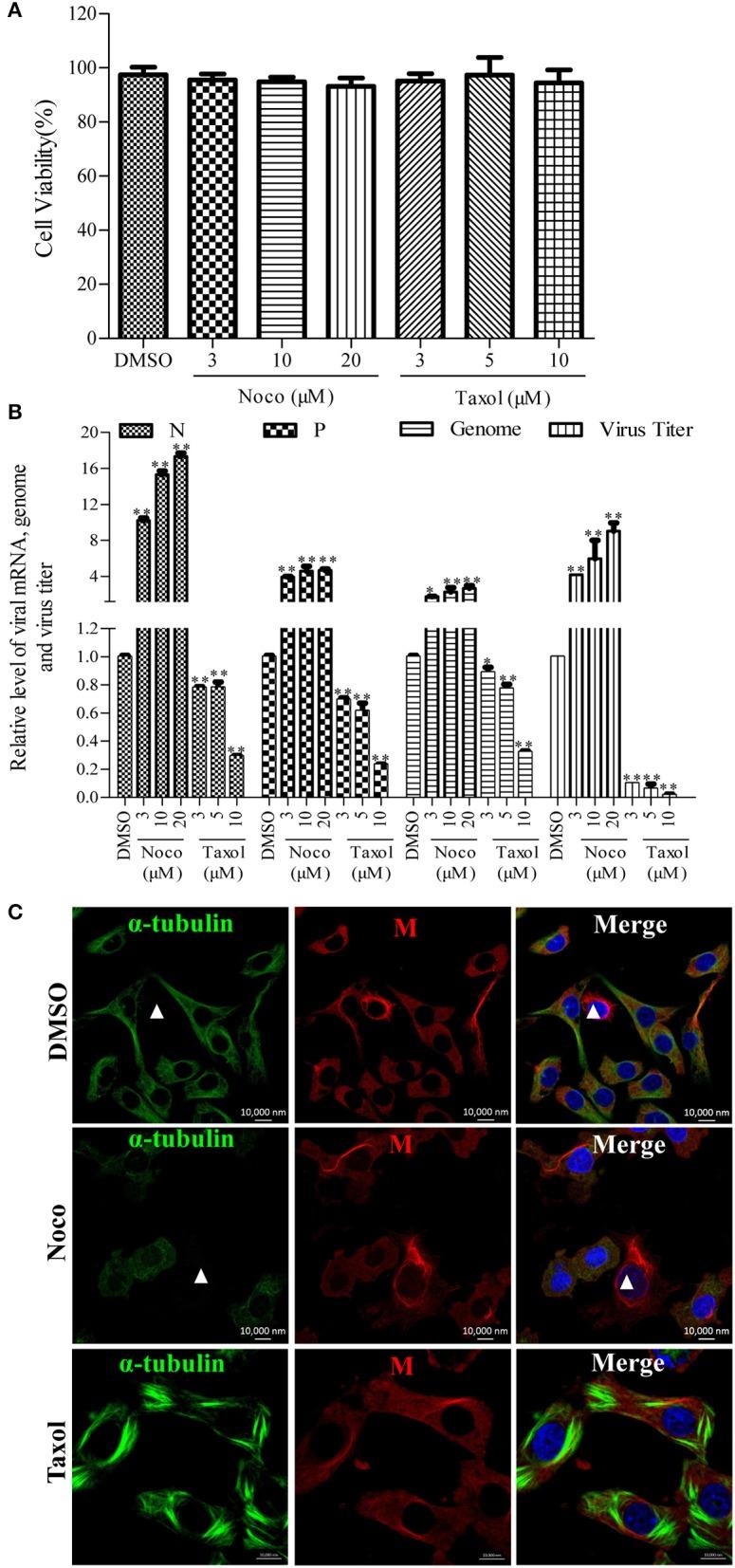 https://cdn.ncbi.nlm.nih.gov/pmc/blobs/bb81/5405082/f5c359d22b71/fcimb-07-00146-g0002.jpg