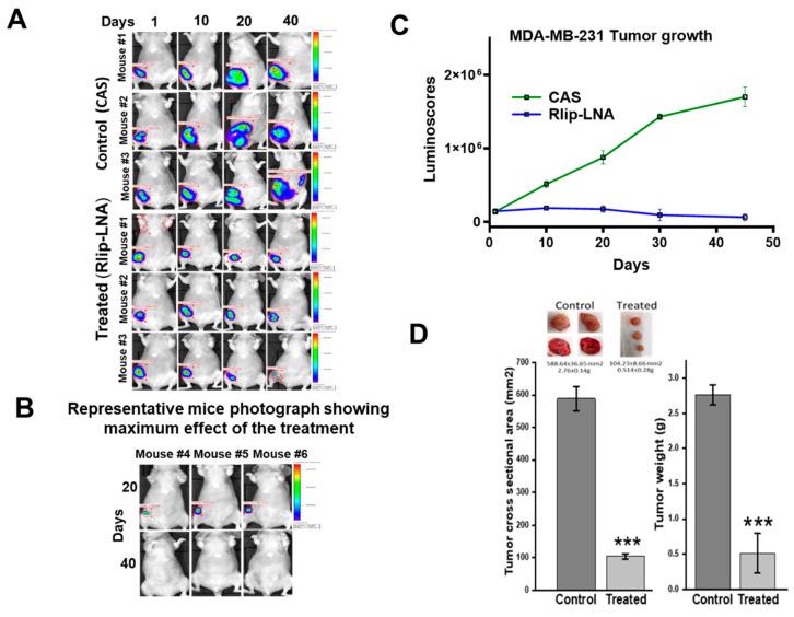 https://cdn.ncbi.nlm.nih.gov/pmc/blobs/bb82/7352702/5021a79c2739/cancers-12-01446-g007.jpg