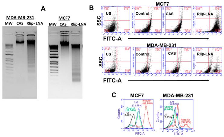 https://cdn.ncbi.nlm.nih.gov/pmc/blobs/bb82/7352702/f1b6cb3bcd10/cancers-12-01446-g003.jpg