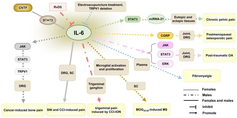 https://cdn.ncbi.nlm.nih.gov/pmc/blobs/bb83/12028010/39145e898769/ijms-26-03835-g002.jpg