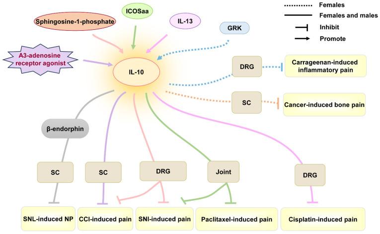 https://cdn.ncbi.nlm.nih.gov/pmc/blobs/bb83/12028010/b02fa181a197/ijms-26-03835-g004.jpg