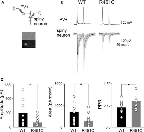 https://cdn.ncbi.nlm.nih.gov/pmc/blobs/bb84/4187543/49eed93ab582/phy2-2-e12077-g4.jpg