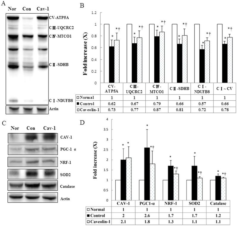 https://cdn.ncbi.nlm.nih.gov/pmc/blobs/bb89/3901645/b4b6c6e6f3c4/pone.0071862.g005.jpg