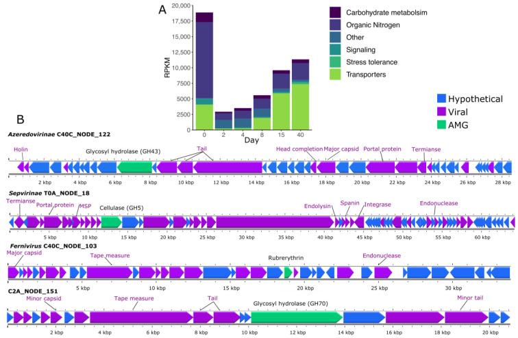 https://cdn.ncbi.nlm.nih.gov/pmc/blobs/bb8b/10146946/3129a3244d14/viruses-15-00951-g007.jpg